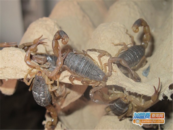 帝农金蝎养殖加盟