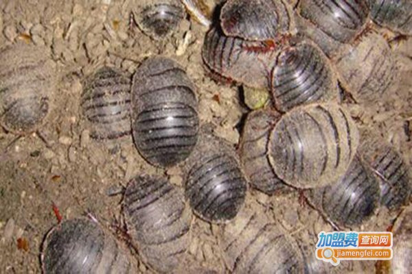 富农八号蝎子加盟费