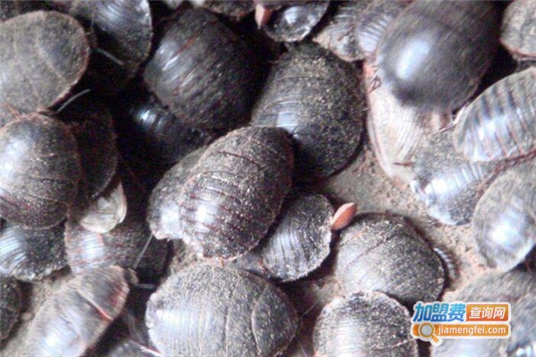 农博源3号土元加盟费