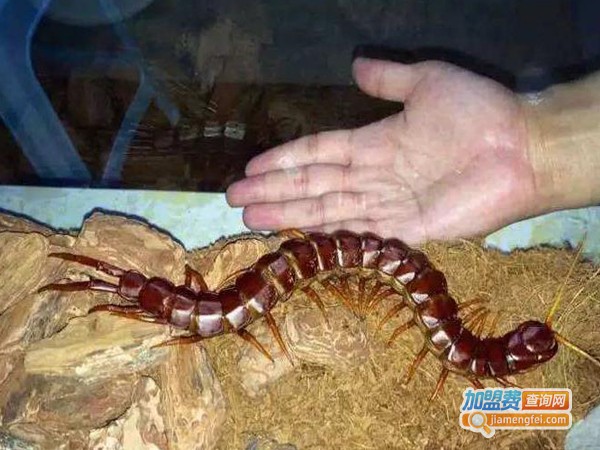 中奥蜈蚣加盟费