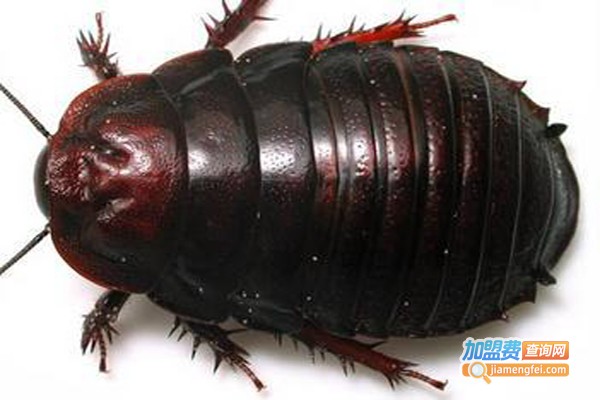 阳光七号土元加盟费