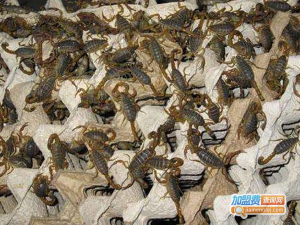 永农蝎子养殖加盟费