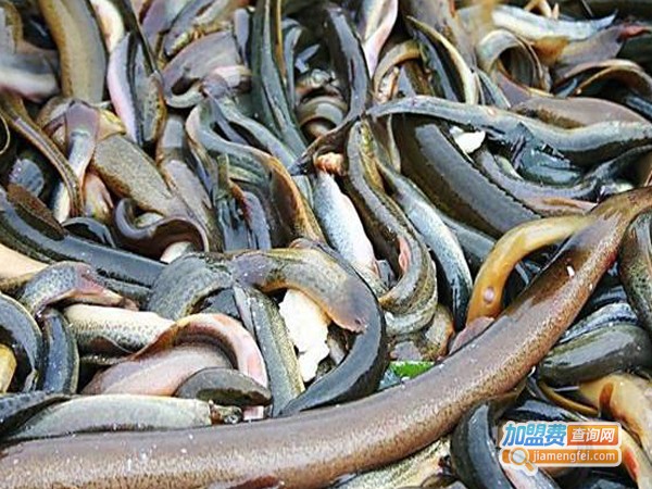 世纪9号特种养殖加盟费