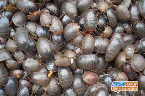 民洋杂交金土元加盟费