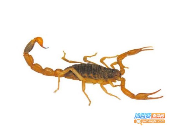 优农8号蝎子加盟费