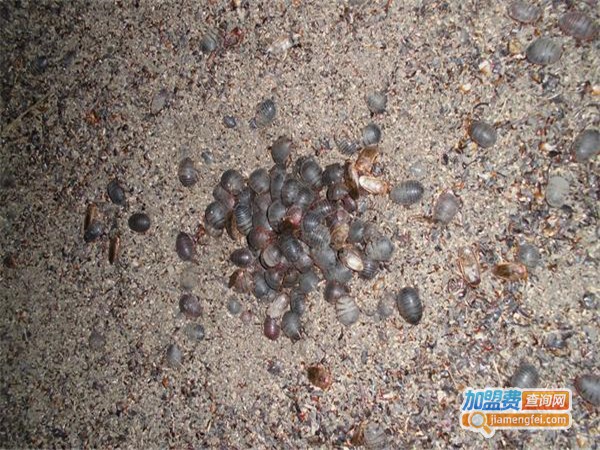 中美杂交1号土元加盟门店