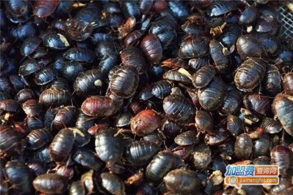 华诗土元加盟费