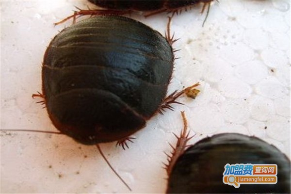 欣韵中华八号土元加盟费