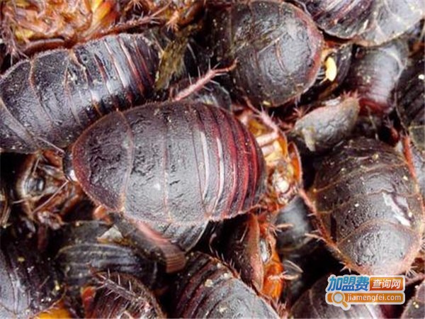 中农9号药用土元加盟门店