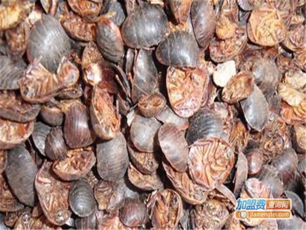 神农9号黄金土元加盟门店