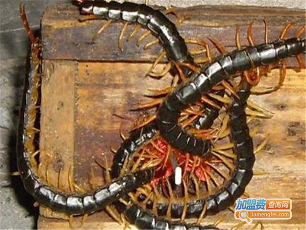 东方九号蜈蚣加盟费