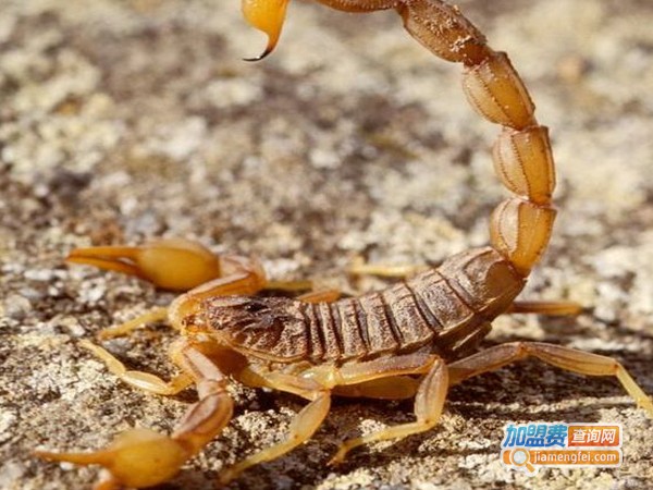 农苑金蝎养殖加盟费