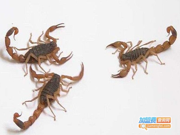 金瑞全蝎加盟费