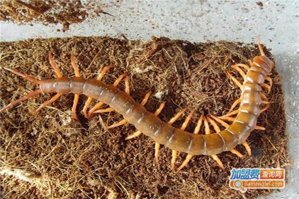 农天特种蜈蚣加盟费