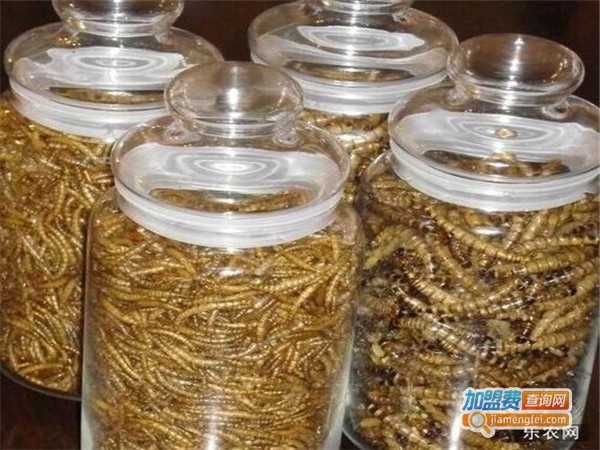 农博源1号黄粉虫加盟门店
