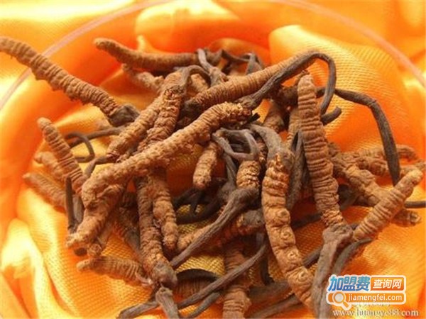 湘农虫草加盟门店