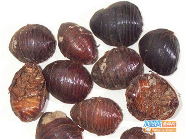 农博3号土元加盟门店