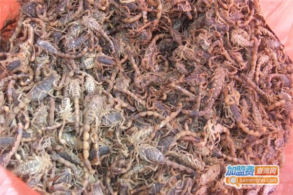 京***蝎养殖加盟费