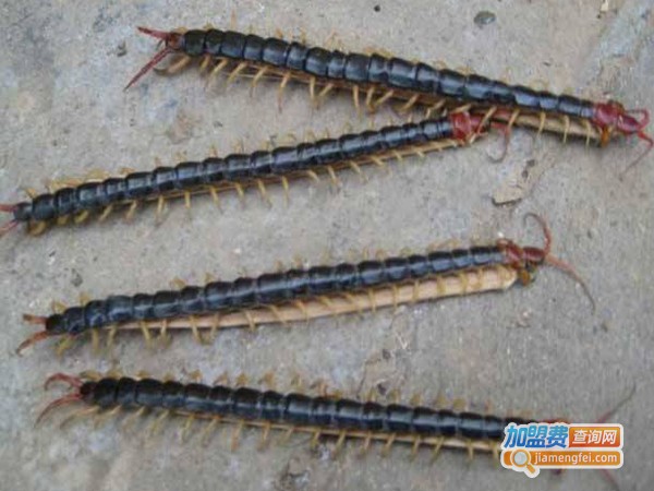 中奥蜈蚣加盟费