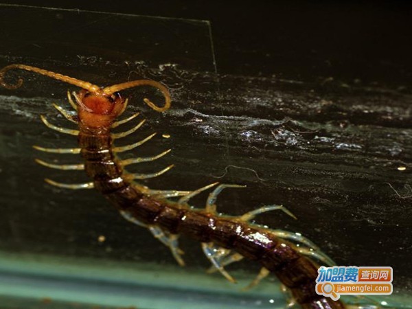 金天龙蜈蚣养殖加盟费