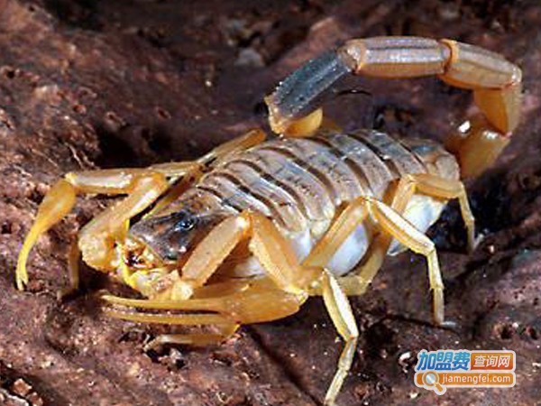 黄金8号药蝎加盟费