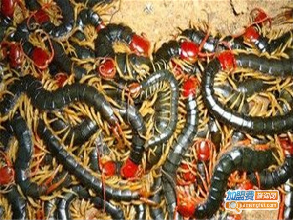 龙鑫源蜈蚣加盟门店