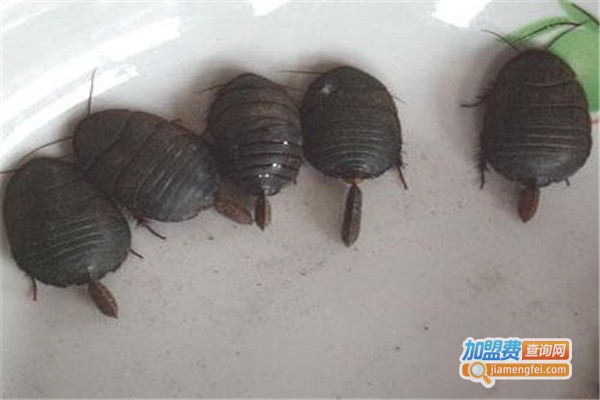 欣韵中华八号土元加盟费