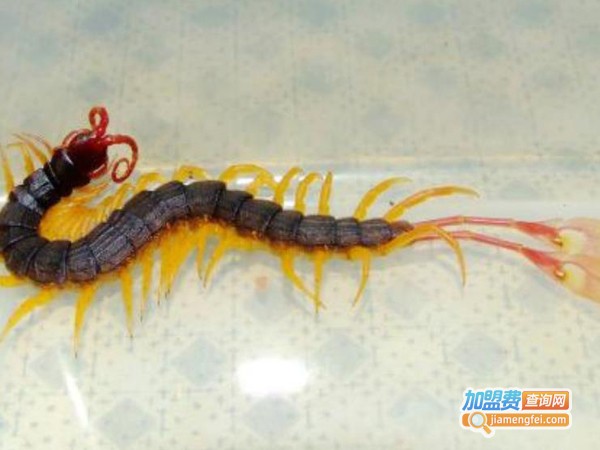 农富9号蜈蚣加盟费