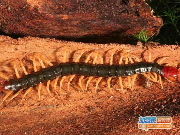 金天龙蜈蚣养殖加盟费