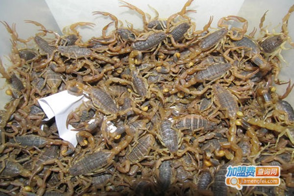 智农全蝎加盟费