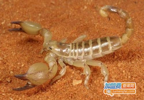 利华7号金蝎加盟费