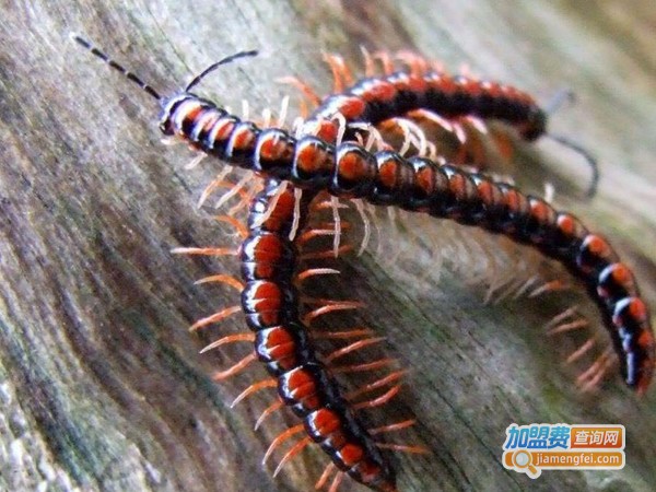 农富9号蜈蚣加盟费