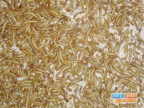 农博源1号黄粉虫加盟门店