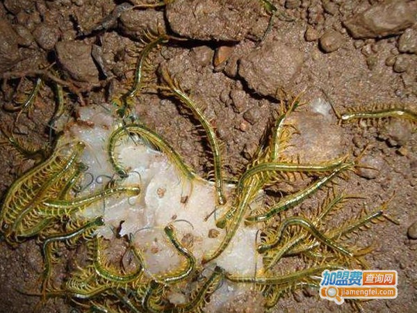 金龙蜈蚣养殖加盟费