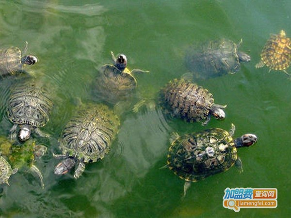 世纪9号特种养殖加盟费