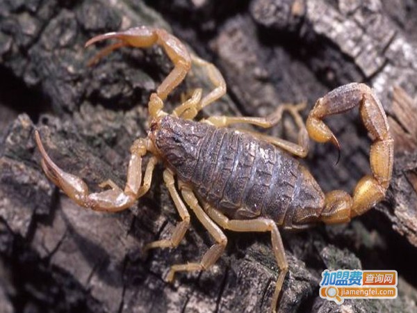 黄金8号药蝎加盟费