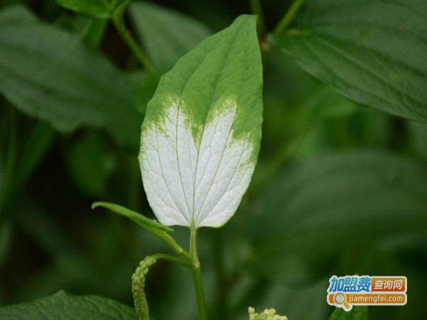 本草九号土元加盟费