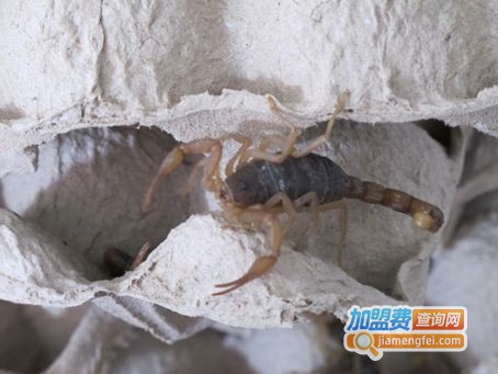 利华7号金蝎加盟费