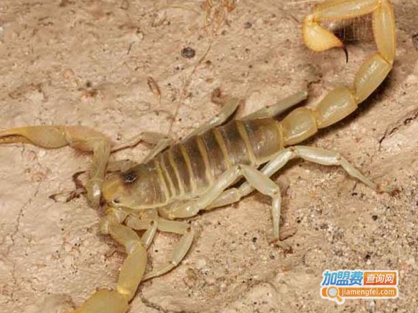 优农8号蝎子加盟费