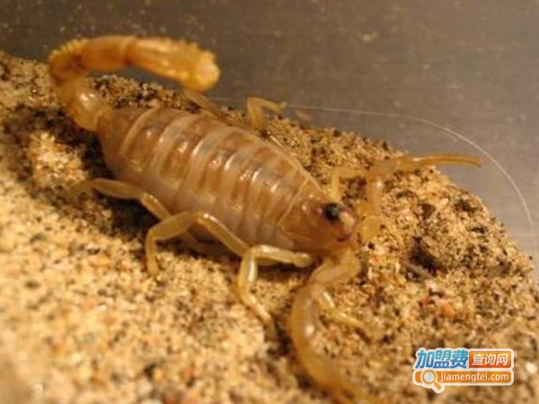 黄金8号药蝎加盟费