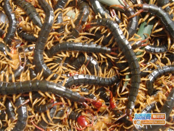 东方九号蜈蚣加盟费