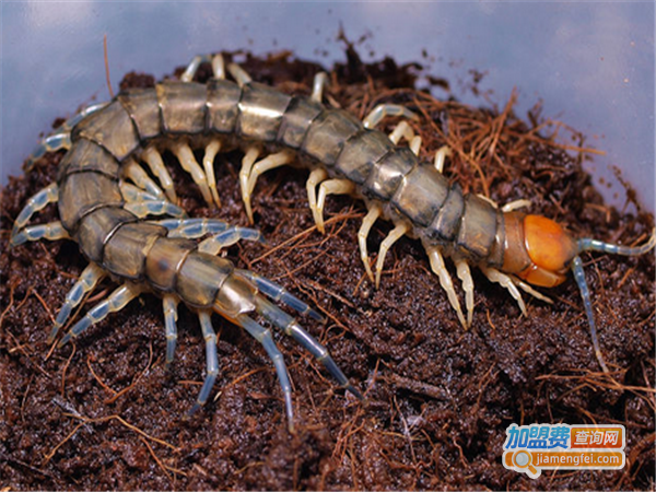 兆丰11号金头蜈蚣加盟门店