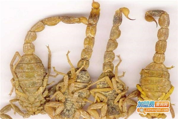 特种药蝎养殖