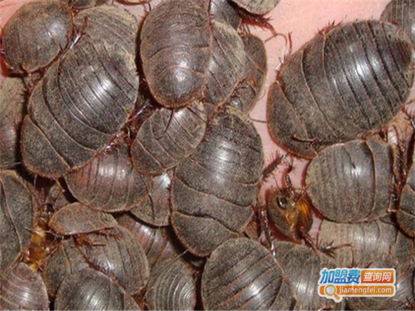 科迪诺中美杂交一号土元加盟门店