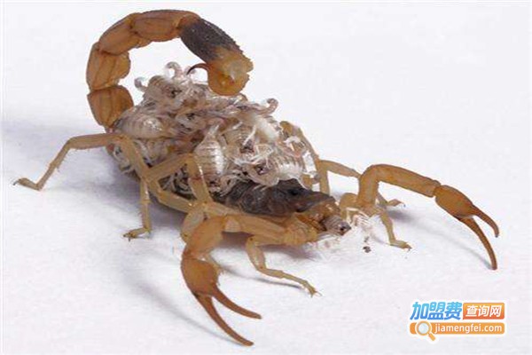 中科特1号蝎子加盟费