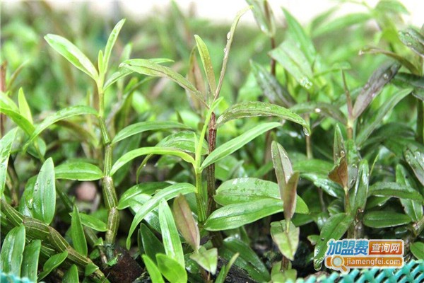 信阳五云茶叶加盟费