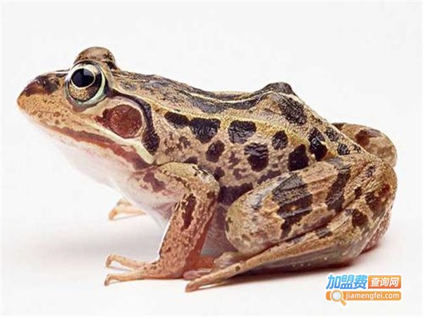 华丰8号美国青蛙加盟门店