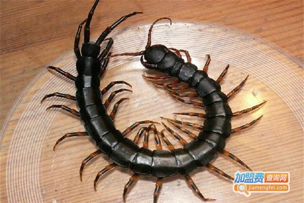 成丰九号养殖加盟费