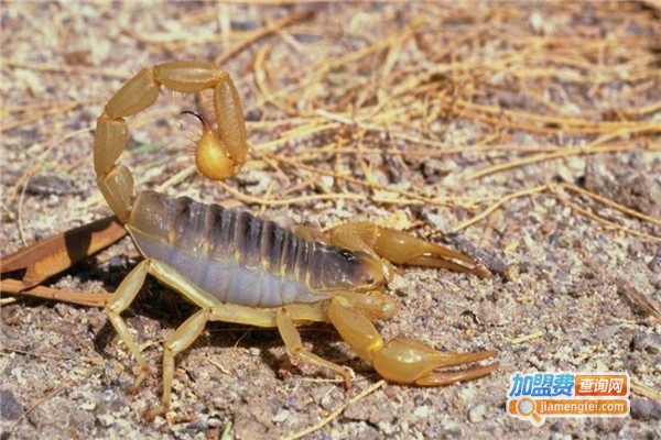 中美蝎王加盟费