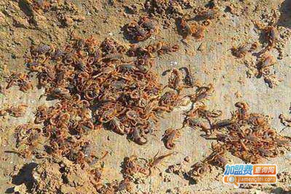 智农全蝎加盟费